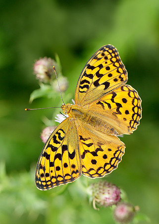 High Brown Fritillary Argynnis adippe