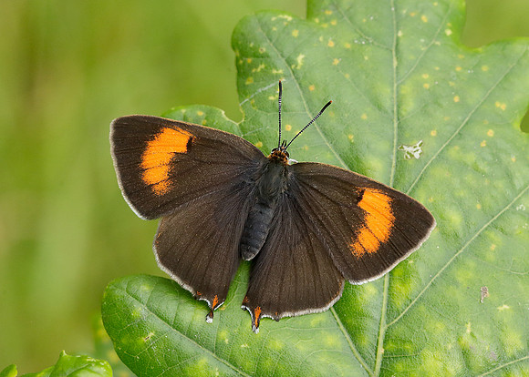 Brown Hairstreak Thecla betulae