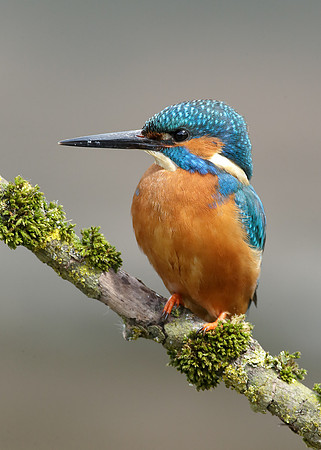 Kingfisher Alcedo atthis