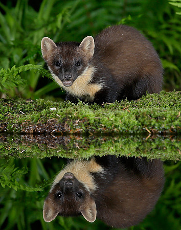 Pine Marten Martes martes