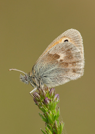 Small Heath Coenonympha pamphilus