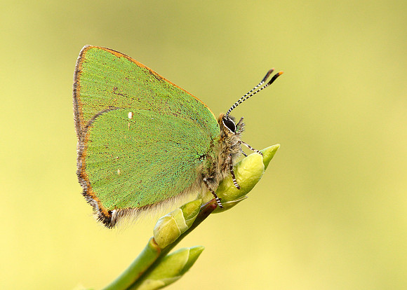 Green Hairstreak Callophrys rubi