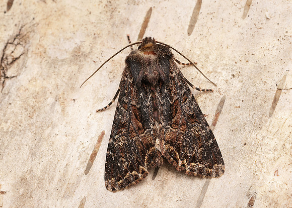 73.238 BF2250 Dark Brocade Mniotype adusta
