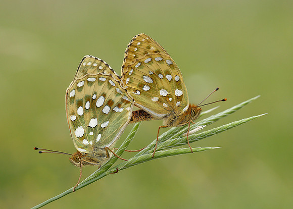 Dark Green Fritillary Argynnis aglaja