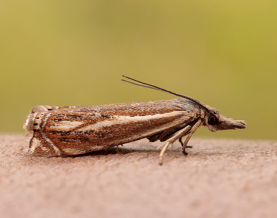 63.086 BF1301 Crambus lathoniellus