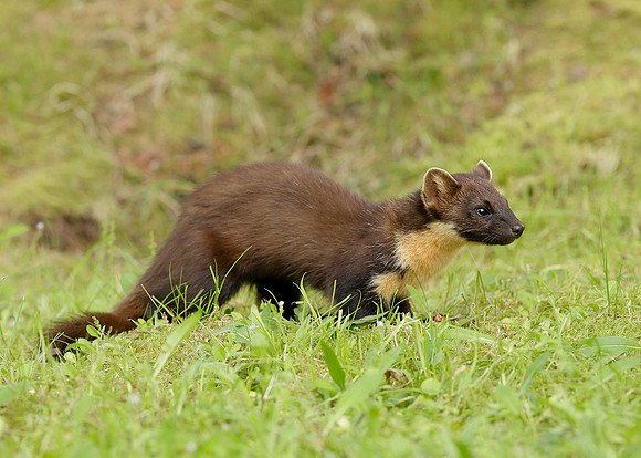 Pine Marten Martes martes