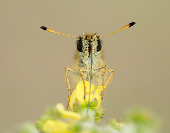 Essex Skipper Thymelicus lineola