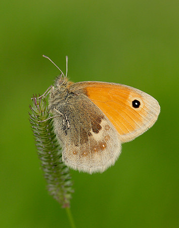 Small Heath Coenonympha pamphilus