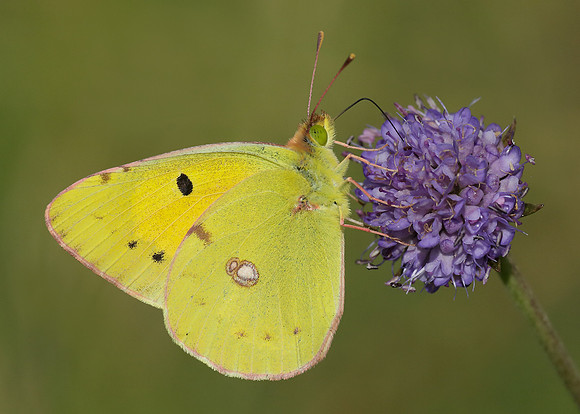 Clouded Yellow Colias croceus