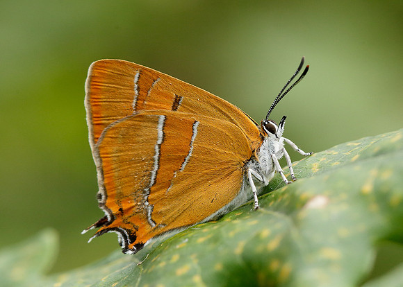 Brown Hairstreak Thecla betulae