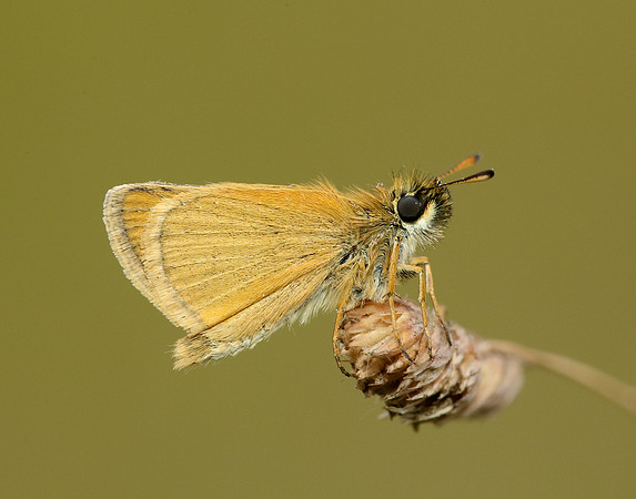 Essex Skipper Thymelicus lineola