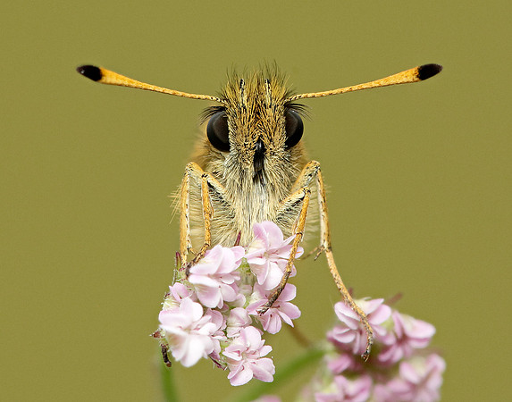 Essex Skipper Thymelicus lineola