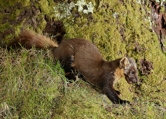 Pine Marten Martes martes