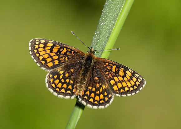 Heath Fritillary Melitaea athalia