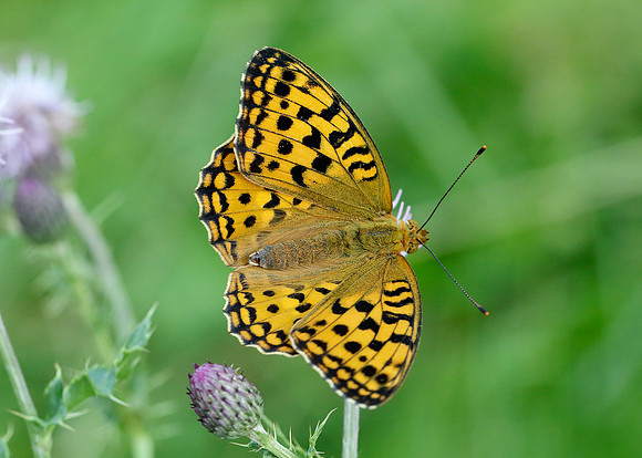 High Brown Fritillary Argynnis adippe