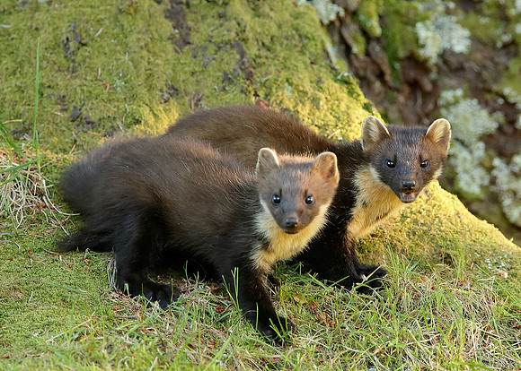 Pine Marten Martes martes