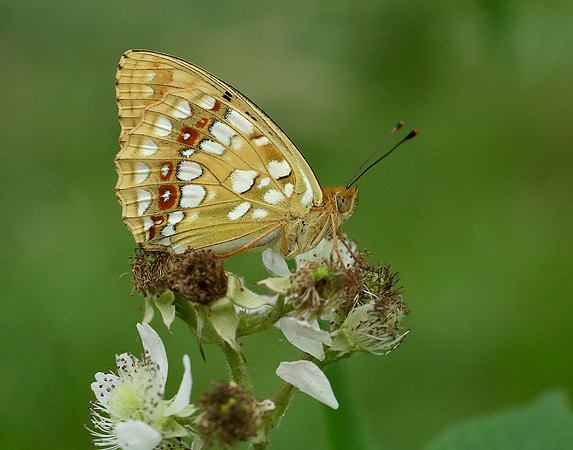 High Brown Fritillary Argynnis adippe