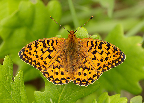 Dark Green Fritillary Argynnis aglaja