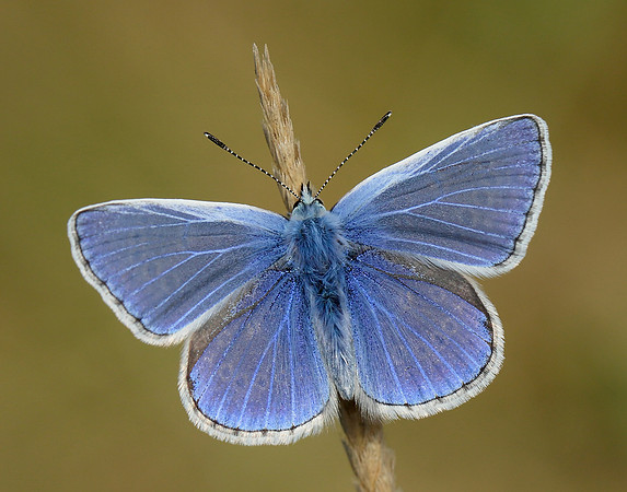 Common Blue Polyommatus icarus