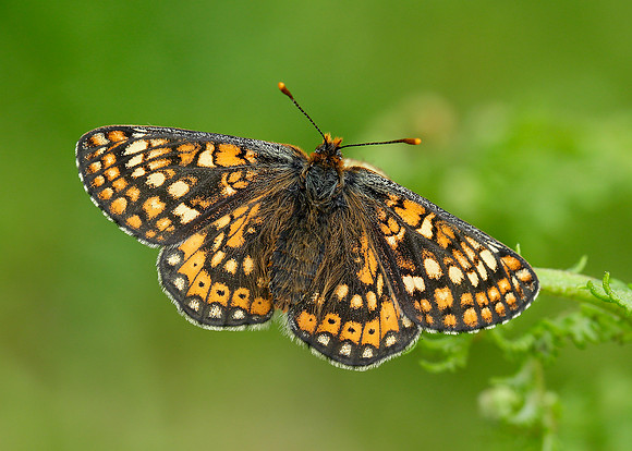 Marsh Fritillary Euphydryas aurinia