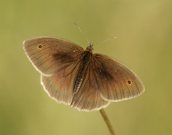 Meadow Brown Maniola jurtina