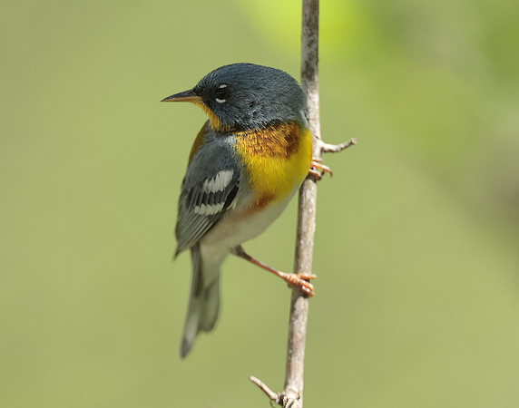 Northern Parula
