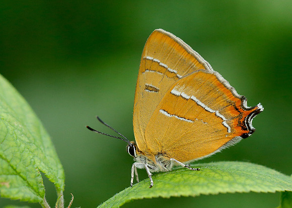Brown Hairstreak Thecla betulae