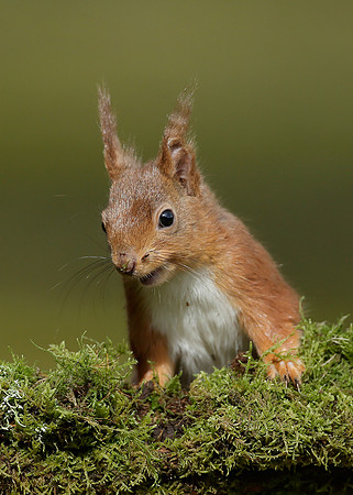 Red Squirrel Sciurus vulgaris