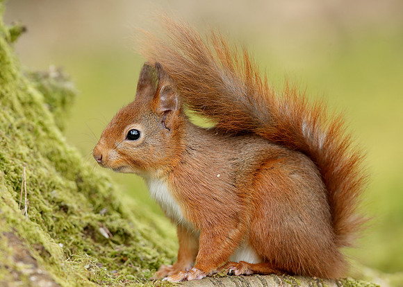 Red Squirrel Sciurus vulgaris