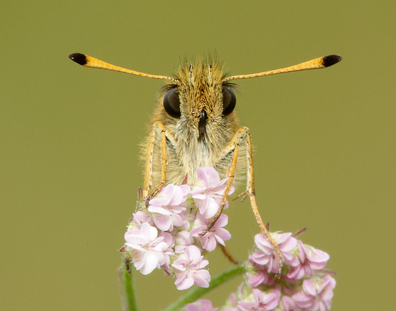 Essex Skipper Thymelicus lineola
