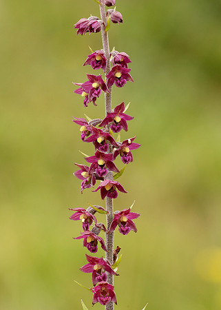 Dark Red Helleborine Epipactis atrorubens