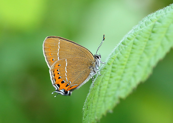 Black Hairstreak Satyrium pruni