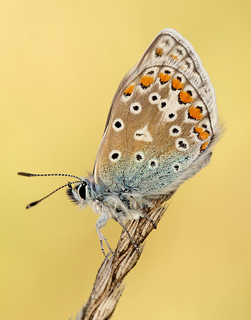 Common Blue Polyommatus icarus