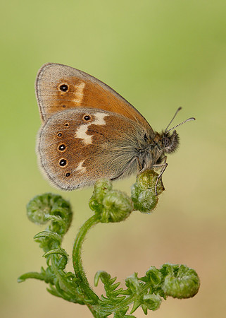 Large Heath Coenonympha tullia polydama