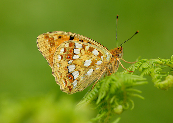 High Brown Fritillary Argynnis adippe