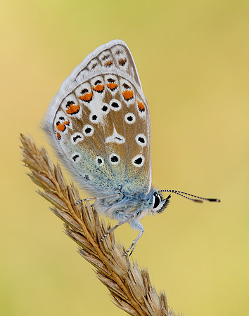 Common Blue Polyommatus icarus