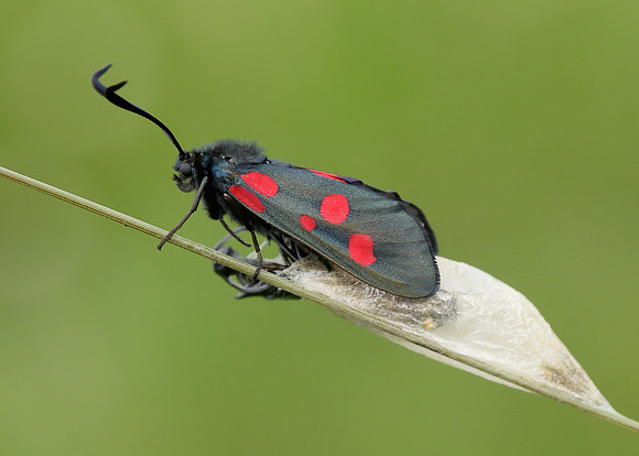 54.009 BF0171 Narrow-bordered Five-spot Burnet Zygaena lonicerae