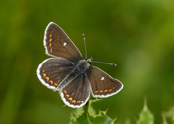 Northern Brown Argus Aricia artaxerxes artaxerxes