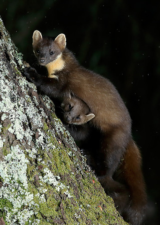 Pine Marten Martes martes