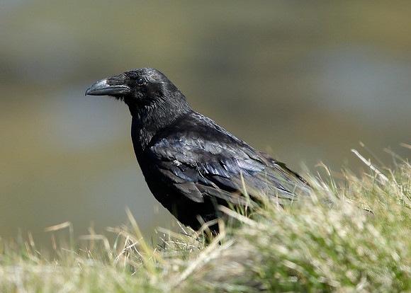 Raven Corvus corax