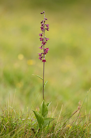 Dark Red Helleborine Epipactis atrorubens