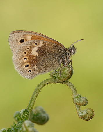 Large Heath Coenonympha tullia polydama