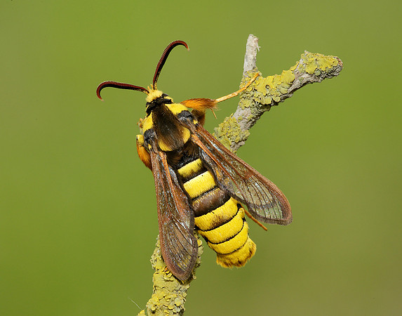 52.002 BF0370 Hornet Moth Sesia apiformis