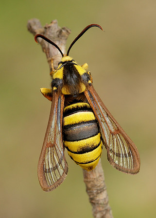 52.002 BF0370 Hornet Moth Sesia apiformis