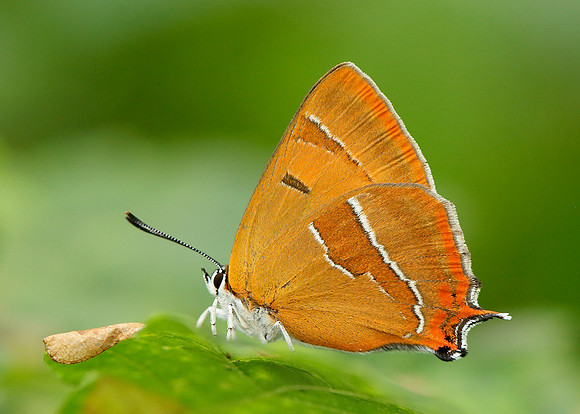 Brown Hairstreak Thecla betulae