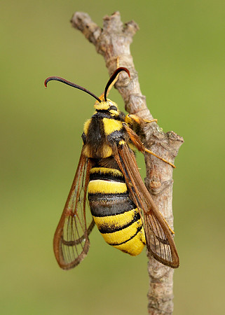 52.002 BF0370 Hornet Moth Sesia apiformis