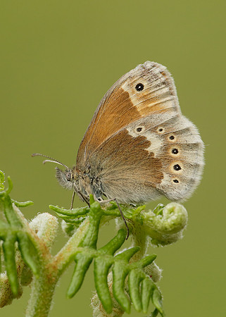 Large Heath Coenonympha tullia polydama