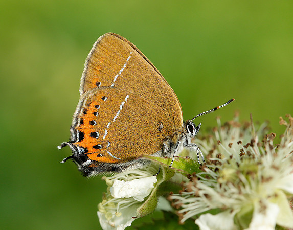 Black Hairstreak Satyrium pruni