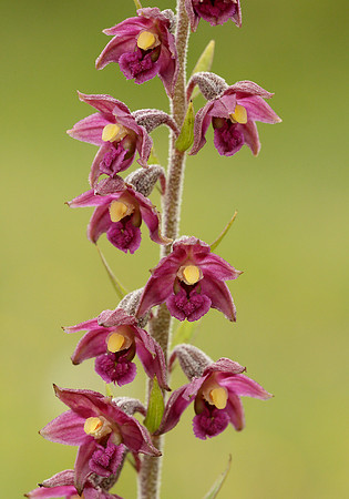 Dark Red Helleborine Epipactis atrorubens