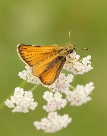Essex Skipper Thymelicus lineola